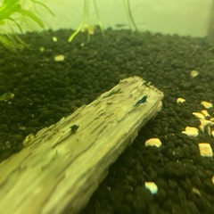 ベルベットブルーシュリンプの画像