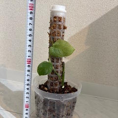 モンステラ　フィロデンドロン　観葉植物
の画像