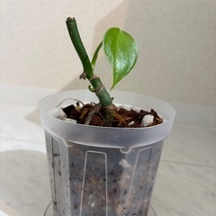 モンステラ　フィロデンドロン　観葉植物
の画像
