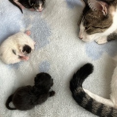 子猫幸せにしてくださる方