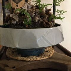 完全無料　植木付属しませんよ　植木鉢の水おき皿などに　陶器製品　結構な大きいのもですの画像