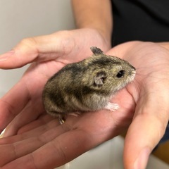 ハムスターの里親募集します