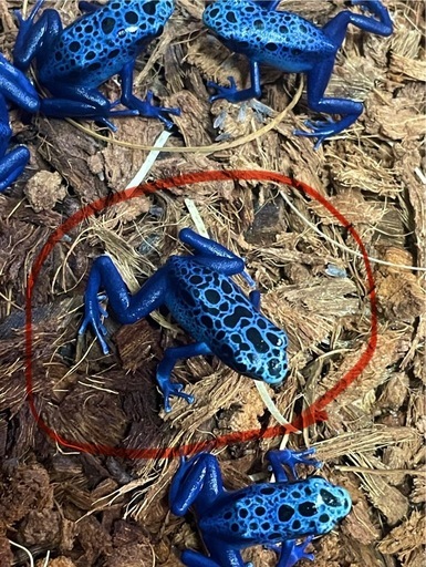 【購入決まりました】りにある様　　カエル