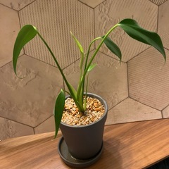 モンステラ 　バールマルクスフレーム　の画像