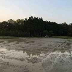 令和6年度産　きらみずき　10キロの画像