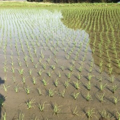令和6年度産　きらみずき　10キロの画像