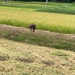 令和6年度産　きらみずき　10キロの画像