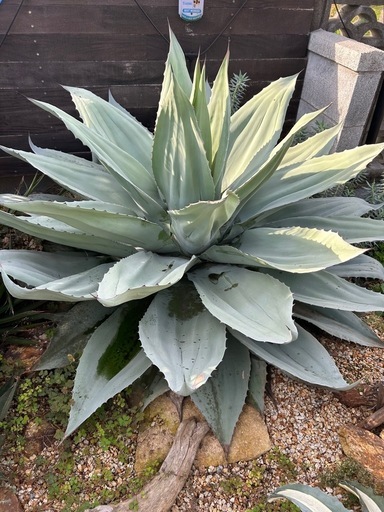 アガベ オバティフォリア フロスティーブルー ドライガーデン 大株