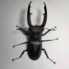 取り引き予定のため中断　大型パラワンオオヒラタクワガタ＋オマケ（マンディ♂単）の画像