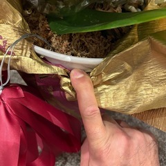 胡蝶蘭　3株　白い鉢の画像