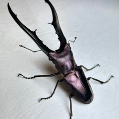 パープル系メタリフェルホソアカクワガタ　成虫ペア① の画像
