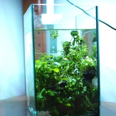 アヌビアス　ナナ、斑入り、プチ、キングコング等　陰性水草　の画像