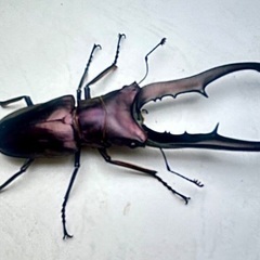 パープル系メタリフェルホソアカクワガタ　成虫ペア① の画像