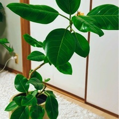 観葉植物フィカスアルテシマ大型曲がり幹の画像