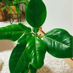 観葉植物フィカスアルテシマ大型曲がり幹の画像