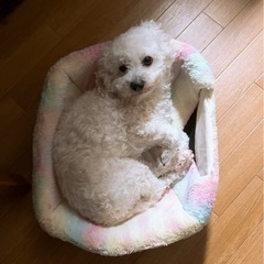 『譲渡する方決まりました』ミックス犬 トイプードル強め 女の子