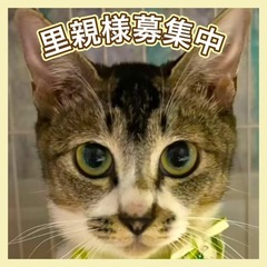 🌼はなちゃん🌼シンガプーラ風猫様