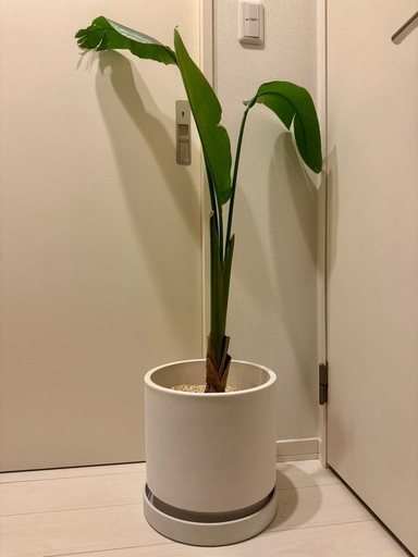 観葉植物　オーガスタ 大きめサイズ