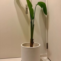 観葉植物　オーガスタ 大きめサイズの画像