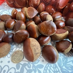 【低温熟成】栗🌰の画像