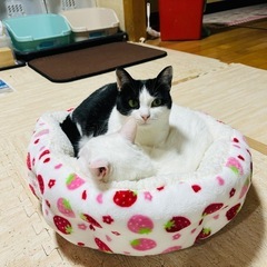 【迷子猫】10月22日から行方不明⚫︎新松戸付近⚫︎4歳黒白メス猫