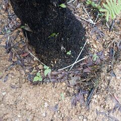 ヘゴノキの画像