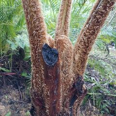 ヘゴノキの画像