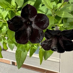 ペチュニア🌸ブラックベルベット＊上品でシックな黒花の鉢植え（寄せ植えにも）の画像