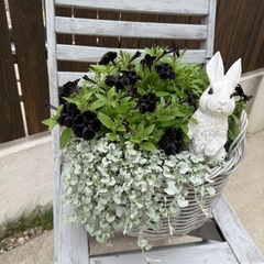 ペチュニア🌸ブラックベルベット＊上品でシックな黒花の鉢植え（寄せ植えにも）の画像