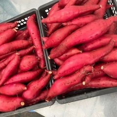 さつまいも（紅はるか）収穫お手伝い