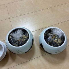 中国でいただいたパンダの入れ物＆ジャスミンティーの画像