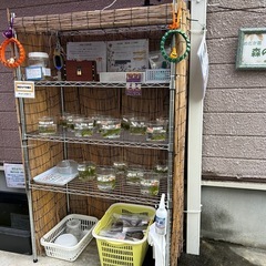 メダカの越冬用の柿の葉　　多量にありますの画像