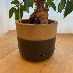 観葉植物　ガジュマル　鉢つきの画像