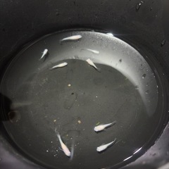 メダカ　白出目　ショートボディの画像