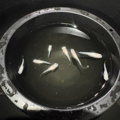 メダカ　白出目　ショートボディの画像