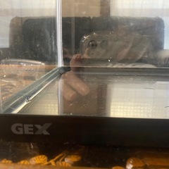 GEX60センチ水槽🐠の画像