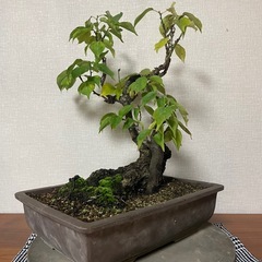 ウメ？盆栽　雑木盆栽　観葉植物の画像