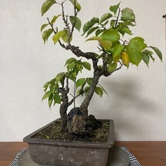 ウメ？盆栽　雑木盆栽　観葉植物の画像
