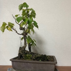 ウメ？盆栽　雑木盆栽　観葉植物の画像