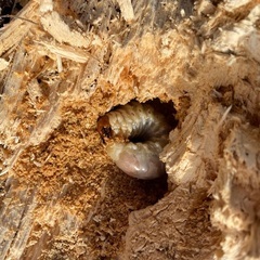 山梨県天然オオクワガタ幼虫♂の画像