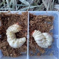山梨県天然オオクワガタ幼虫♂の画像