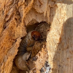 山梨県天然オオクワガタ幼虫♂の画像