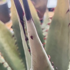 白銀葉　超大苗　アガベ　屈原の舞扇　裏棘有　子株ありの画像