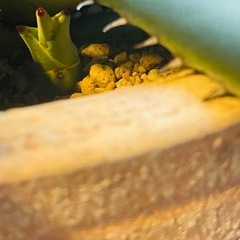 白銀葉　超大苗　アガベ　屈原の舞扇　裏棘有　子株ありの画像