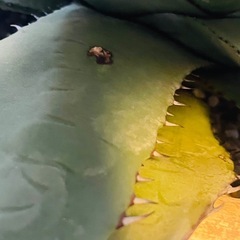 白銀葉　超大苗　アガベ　屈原の舞扇　裏棘有　子株ありの画像