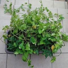 激安！　大きなプランターのポトス　観葉植物②の画像