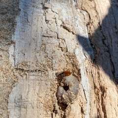 山梨県天然オオクワガタ幼虫♂の画像