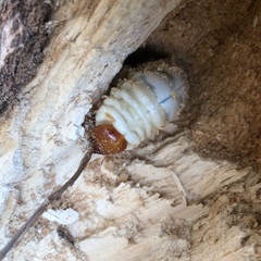 山梨県天然オオクワガタ幼虫♂の画像