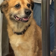 里親を探しています