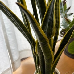 サンスベリアの画像